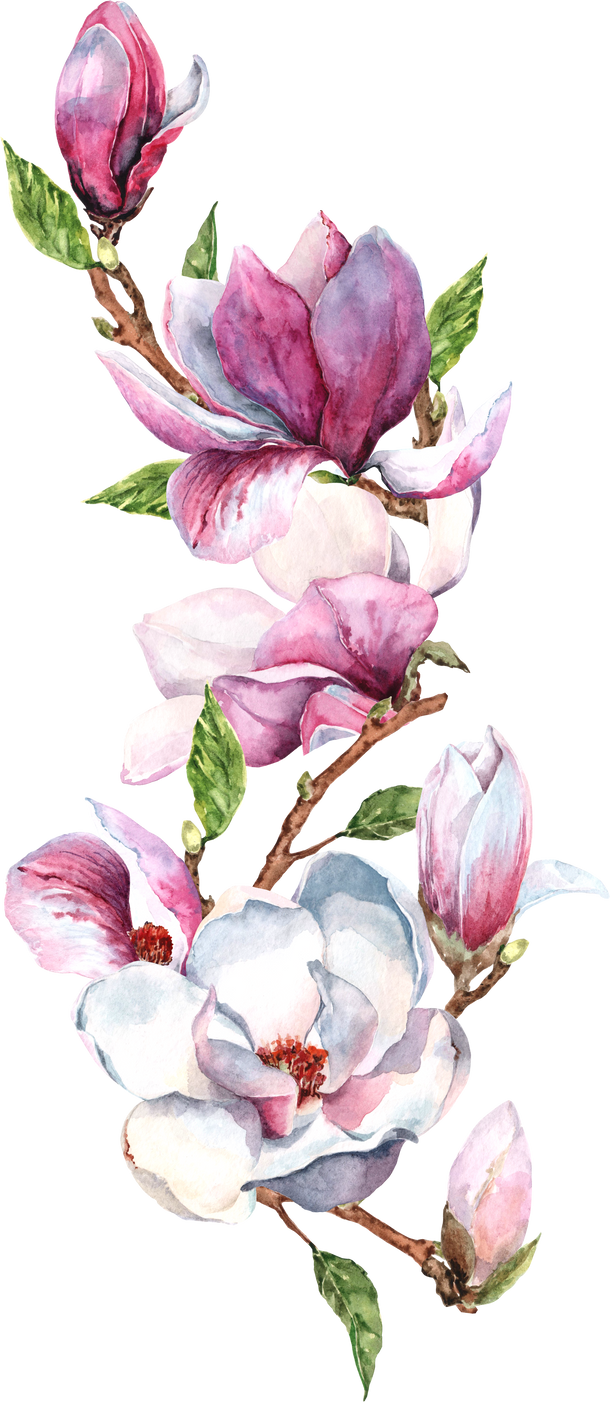 Magnolia branch. Magnolia flower. Vertical floral border. Watercolor.