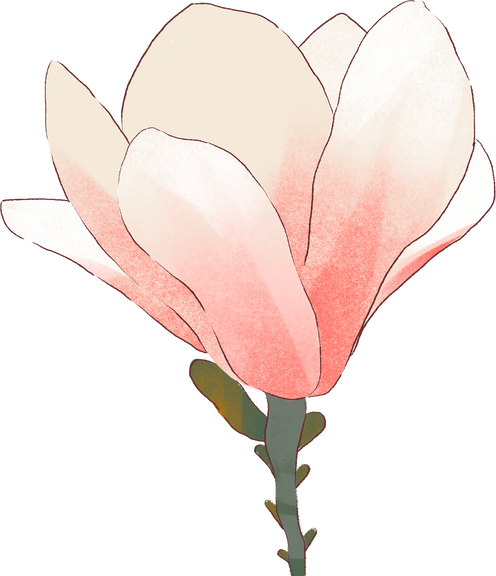 Soft Painting Magnolia Flower