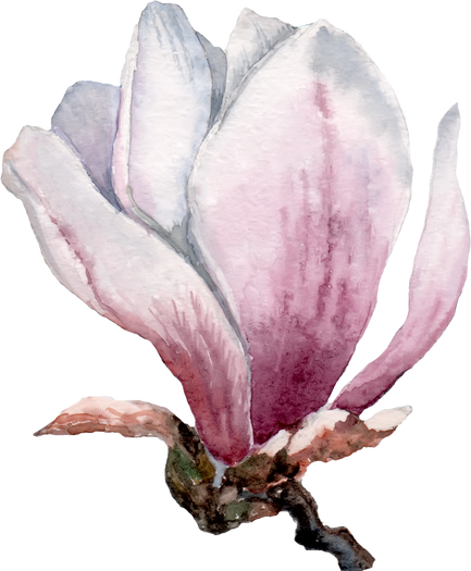Watercolor Magnolia Flower Illustration