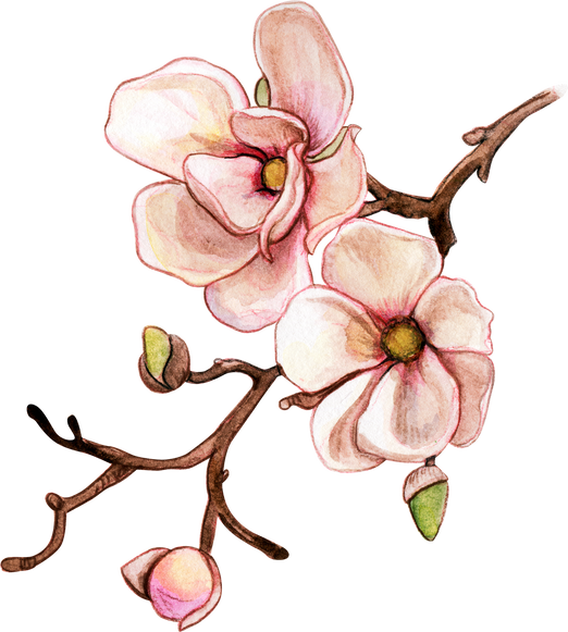 Watercolor Pink Magnolia Branch