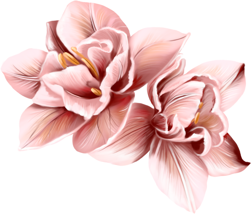 Watercolor pink flowers calla lilies