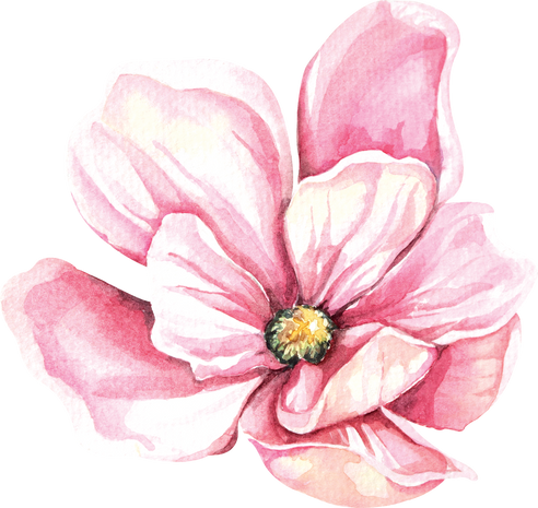 Magnolia Flower Watercolor