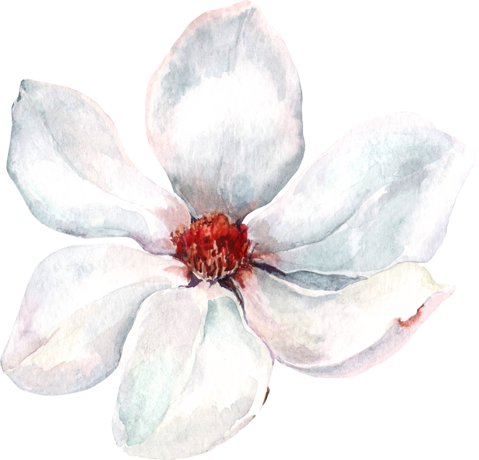 Magnolia flower. Watercolor.