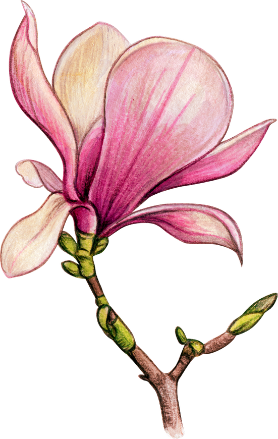 Watercolor Pink Magnolia Branch