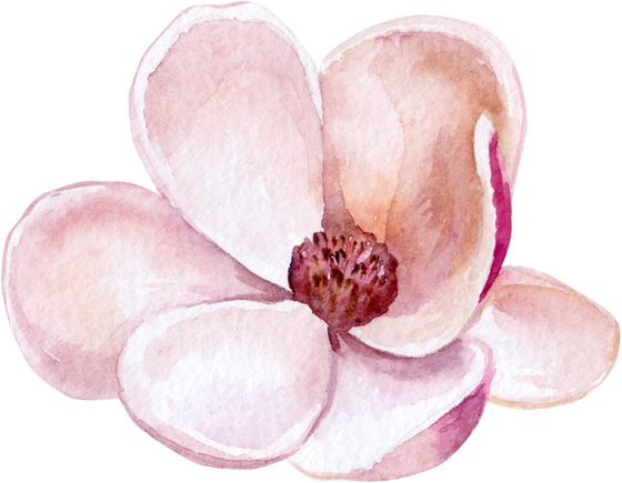 Magnolia Flower Watercolor
