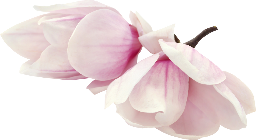 Magnolia Flower